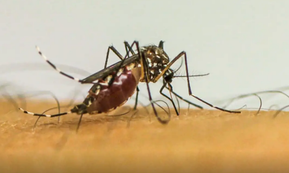 SES alerta população sobre a importância da prevenção e combate ao mosquito Aedes aegypti durante o período de chuvas em Mato Grosso