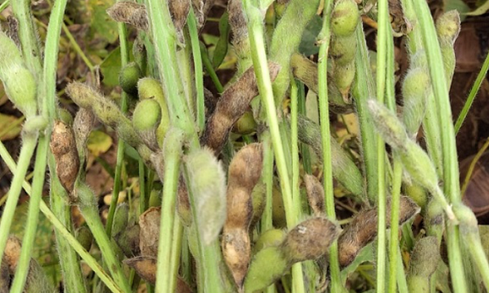 Produtores de soja no médio norte de Mato Grosso enfrentam preocupações com a podridão de grãos