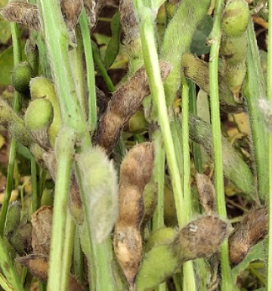 Produtores de soja no médio norte de Mato Grosso enfrentam preocupações com a podridão de grãos