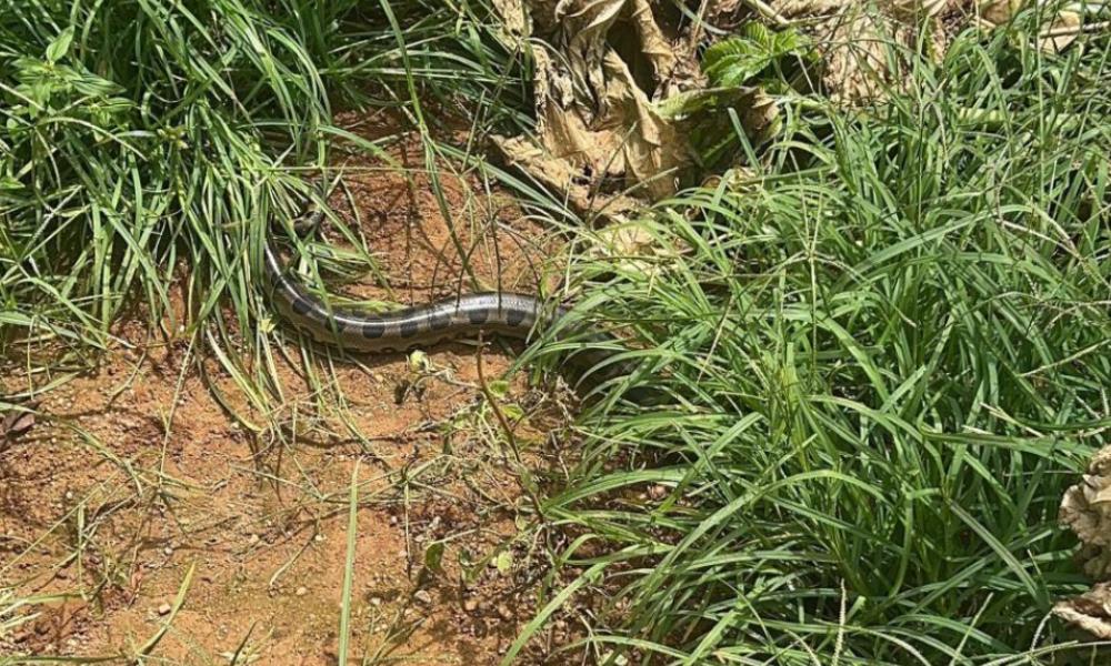 Bombeiros resgatam sucuri encontrada em oficina de Campo Verde