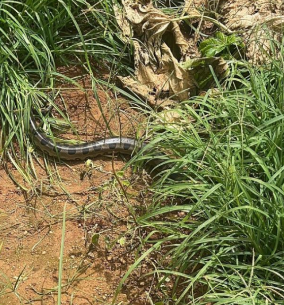 Bombeiros resgatam sucuri encontrada em oficina de Campo Verde