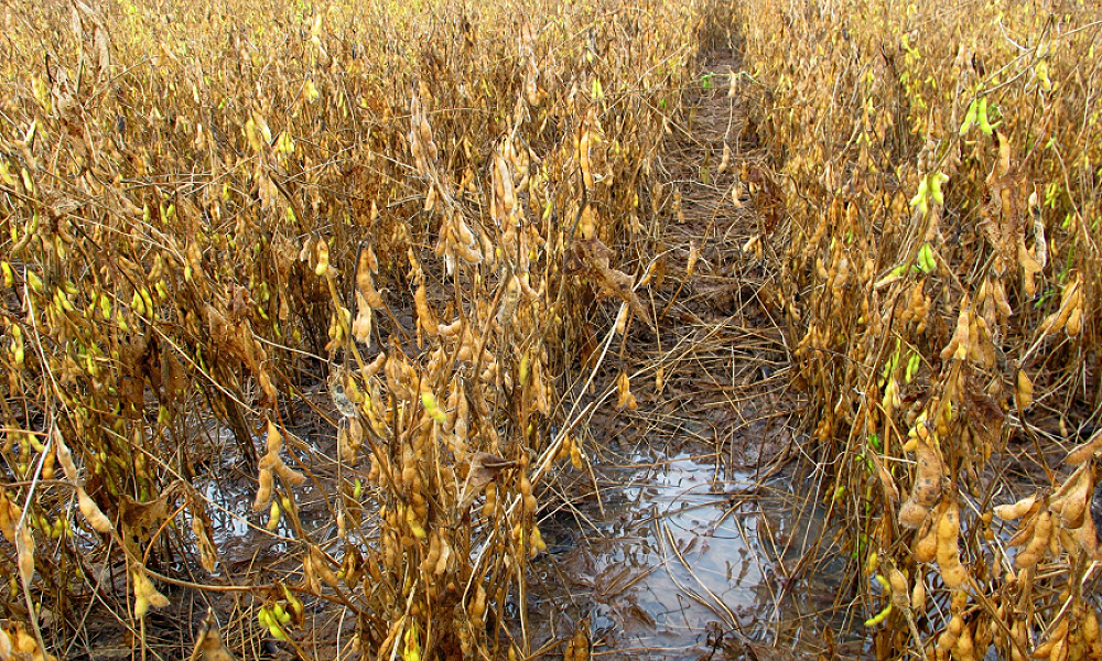 Chuvas intensas em Mato Grosso prejudicam colheita de soja e milho e preocupam produtores