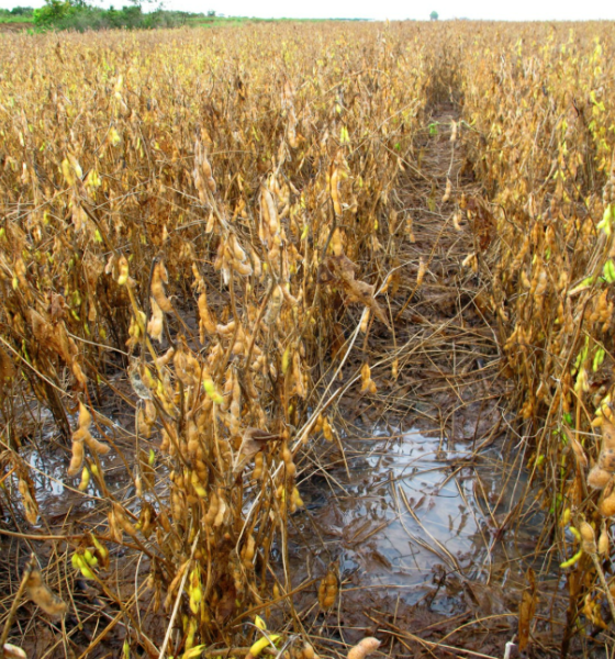 Chuvas intensas em Mato Grosso prejudicam colheita de soja e milho e preocupam produtores