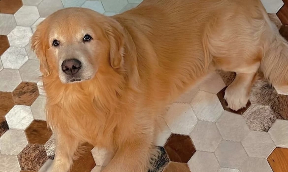 Defensoria pede R$ 10 milhões por morte do cão Joca que deveria ser levado para Sinop