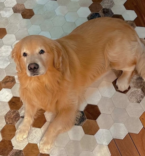 Defensoria pede R$ 10 milhões por morte do cão Joca que deveria ser levado para Sinop