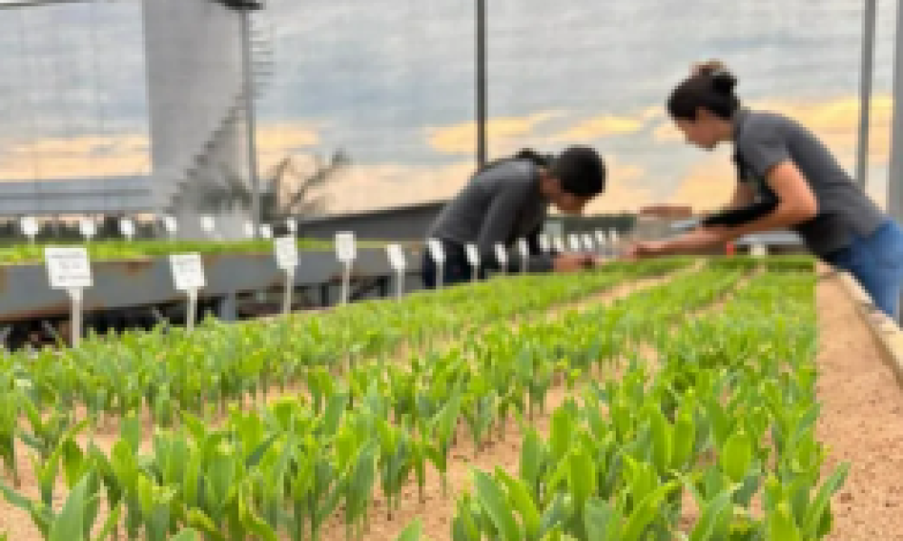 Fundação Rio Verde auxilia produtores na análise de sementes de milho e algodão