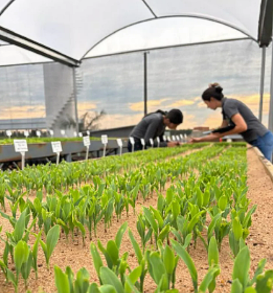 Fundação Rio Verde auxilia produtores na análise de sementes de milho e algodão