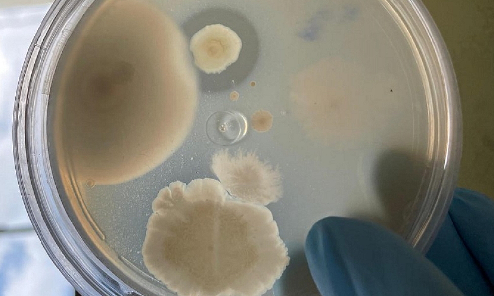 Bactérias da Amazônia podem ser usadas para desenvolver novos antibióticos