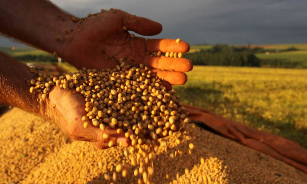 Preços da soja registram alta no mercado brasileiro impulsionados por fatores climáticos e comerciais