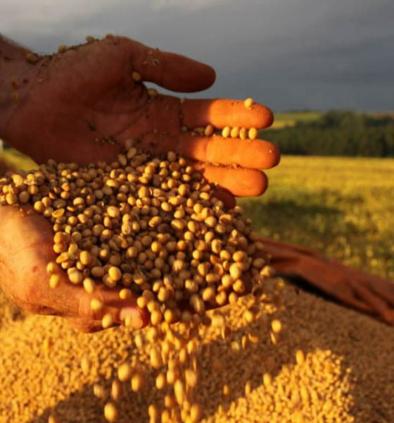 Preços da soja registram alta no mercado brasileiro impulsionados por fatores climáticos e comerciais