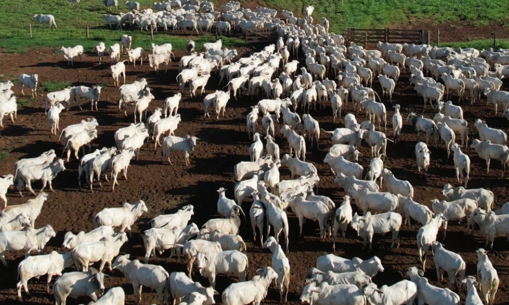 INTEGRAÇÃO PECUÁRIA-LAVOURA: Agricultura é a nova aliada dos criadores em Mato Grosso