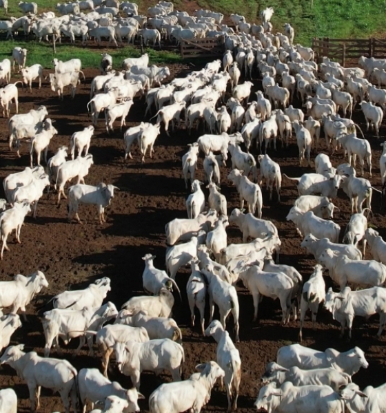 INTEGRAÇÃO PECUÁRIA-LAVOURA: Agricultura é a nova aliada dos criadores em Mato Grosso