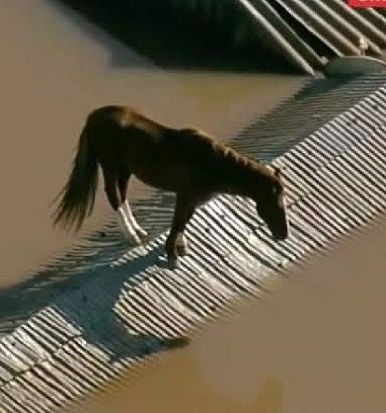 RESGATES EM PORTO ALEGRE SÃO SUSPENSOS APÓS CHUVA RECOMEÇAR