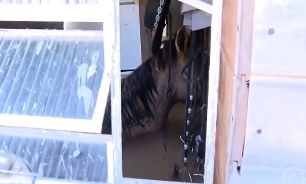 Chuvas no RS: morre cavalo que ficou encurralado em casa em Canoas