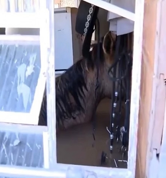 Chuvas no RS: morre cavalo que ficou encurralado em casa em Canoas