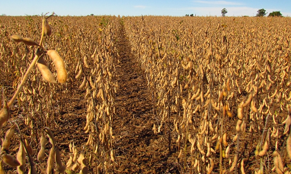 Soluções agroecológicas ganham força contra impactos da crise climática