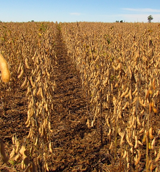Soluções agroecológicas ganham força contra impactos da crise climática