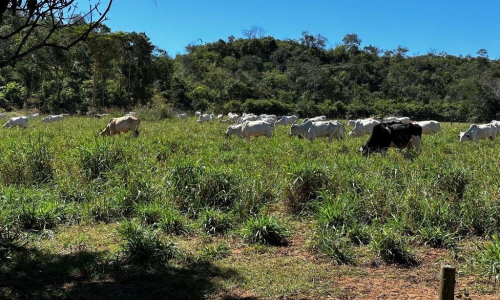 Alvo de operação em MT ostentava veículos, gado e vida de luxo nas redes sociais, segundo polícia