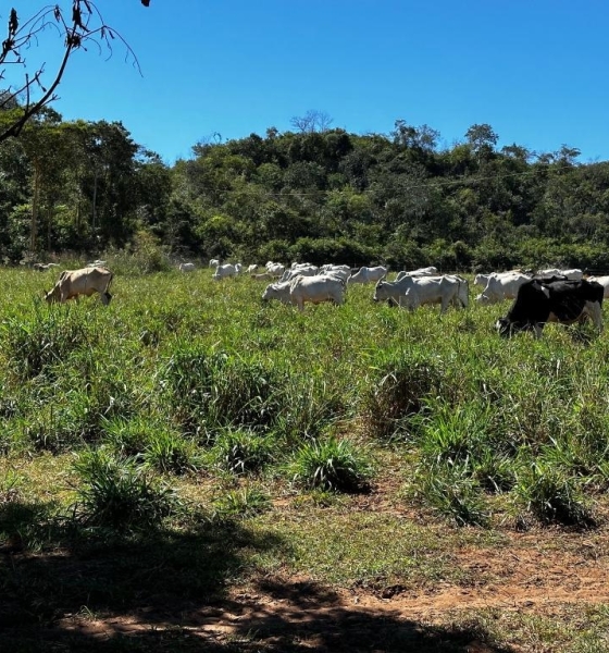 Alvo de operação em MT ostentava veículos, gado e vida de luxo nas redes sociais, segundo polícia