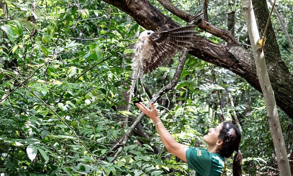 Sema-MT devolve à natureza urutau, maria-faceira e gambá após reabilitação
