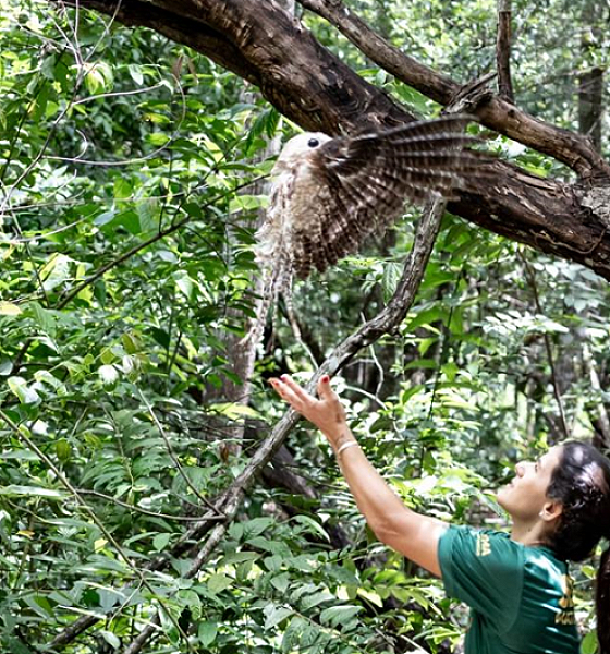Sema-MT devolve à natureza urutau, maria-faceira e gambá após reabilitação