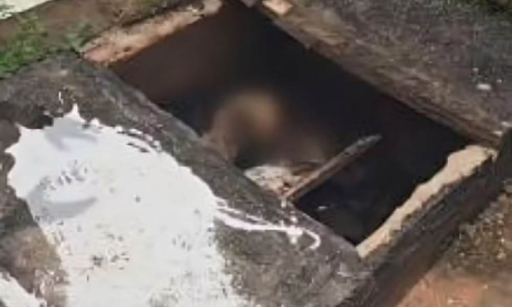 Cabeça de porco e corpo esquartejado são encontrados em túmulo violado em MT