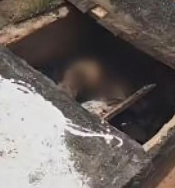 Cabeça de porco e corpo esquartejado são encontrados em túmulo violado em MT