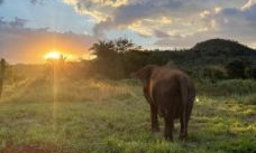 Elefanta Lady morre em santuário de Chapada aos 56 anos