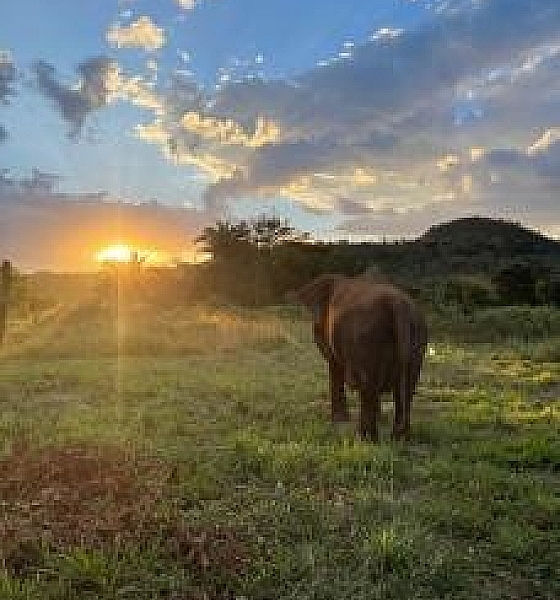Elefanta Lady morre em santuário de Chapada aos 56 anos