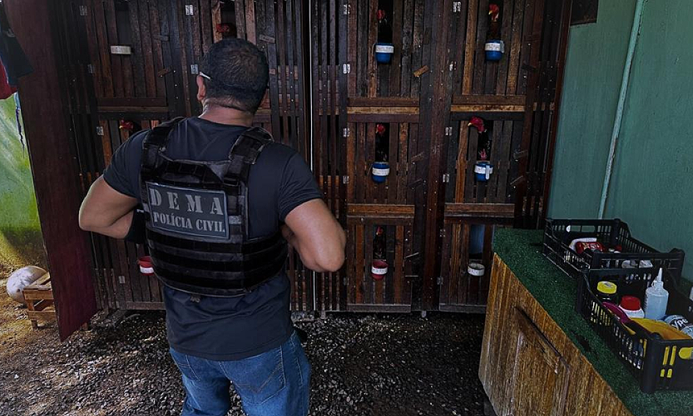 Polícia Civil resgata galos utilizados em rinhas e prende proprietário das aves por maus-tratos