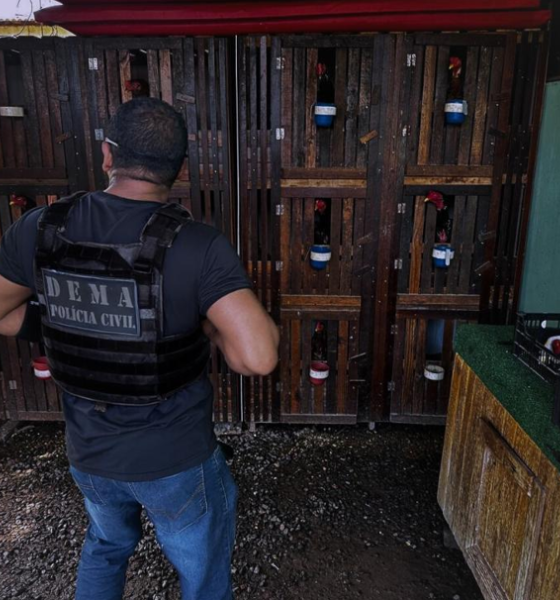 Polícia Civil resgata galos utilizados em rinhas e prende proprietário das aves por maus-tratos