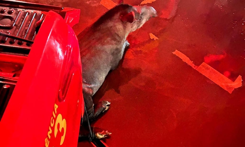 Corpo de Bombeiros realizou 933 resgates de animais silvestres e domésticos em MT