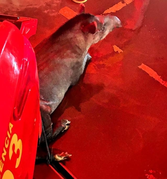 Corpo de Bombeiros realizou 933 resgates de animais silvestres e domésticos em MT