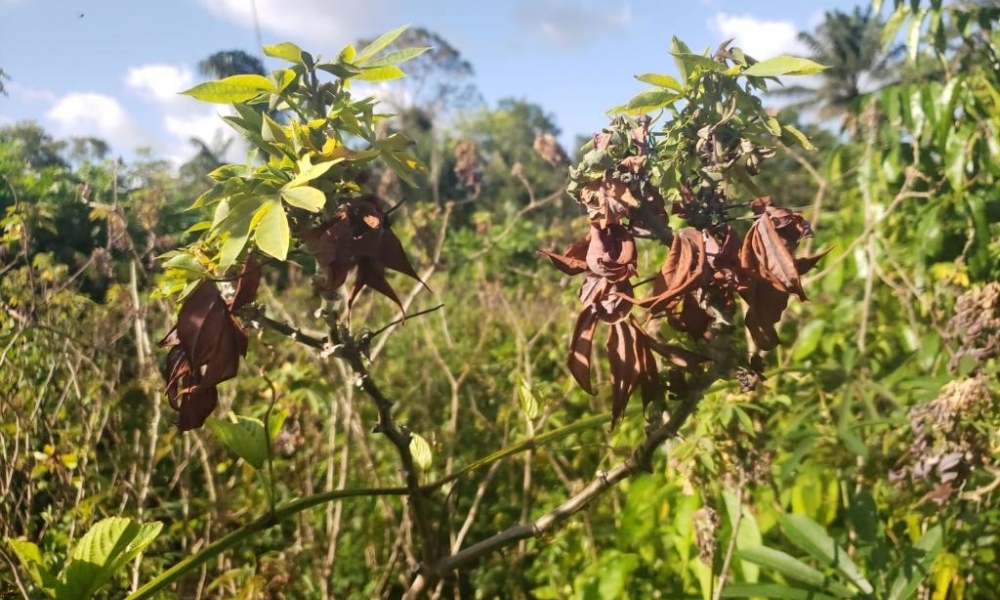 Indea alerta para sinais da vassoura-de-bruxa em plantações de mandioca e reforça importância da notificação imediata