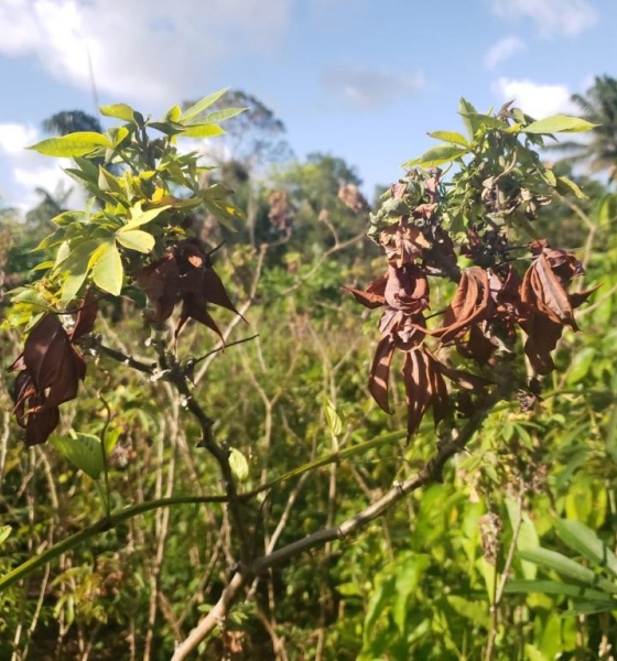 Indea alerta para sinais da vassoura-de-bruxa em plantações de mandioca e reforça importância da notificação imediata