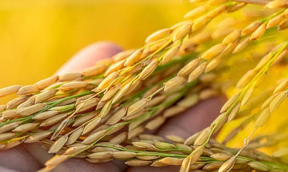 Arroz importado chegará em até 40 dias, estima ministro da Agricultura