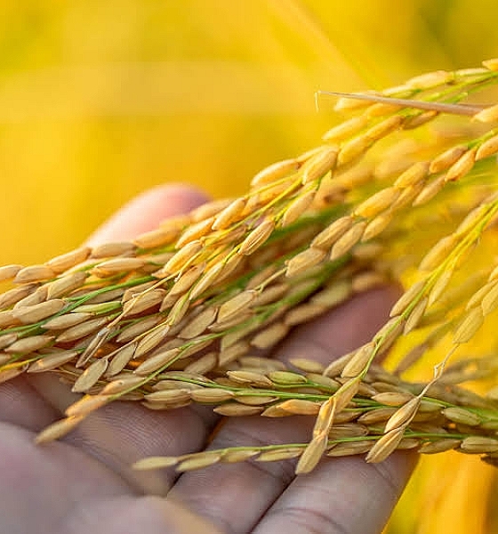 Arroz importado chegará em até 40 dias, estima ministro da Agricultura