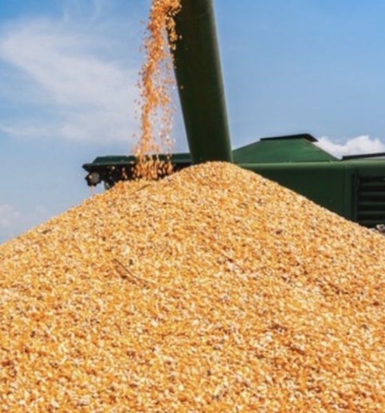 Custeio da safra de milho em Mato Grosso tem leve queda