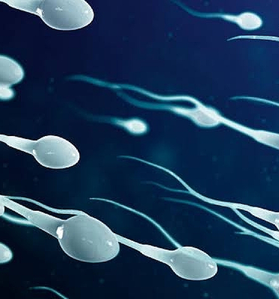 CORONAVÍRUS PODE FICAR NOS ESPERMATOZOIDES ATÉ 110 DIAS APÓS INFECÇÃO