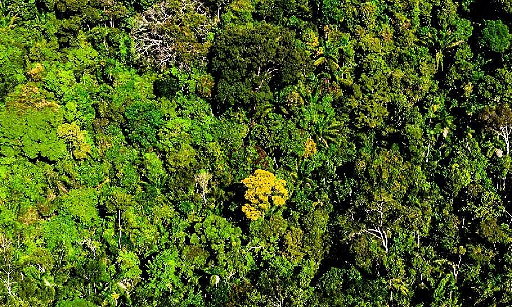 Mato Grosso cria fundo para receber doações de quem diz que quer preservar florestas