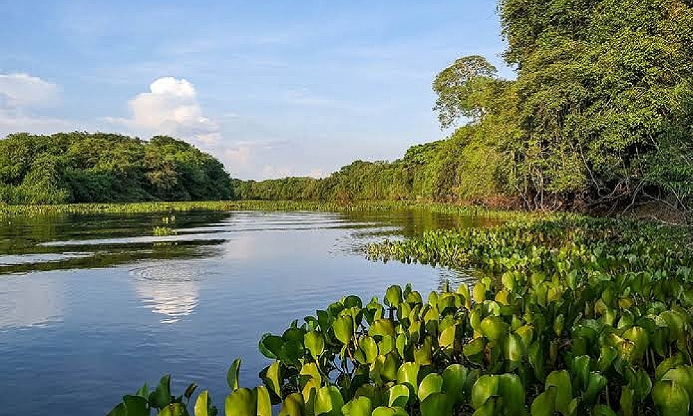 Decisão do STF sobre o Pantanal: Congresso Tem 18 Meses para Criar Leis, Possivelmente Tornando Leis Estaduais Inconstitucionais