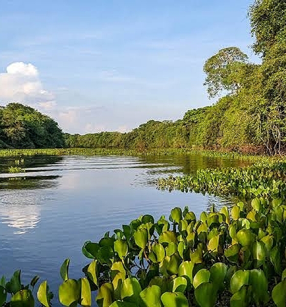 Decisão do STF sobre o Pantanal: Congresso Tem 18 Meses para Criar Leis, Possivelmente Tornando Leis Estaduais Inconstitucionais