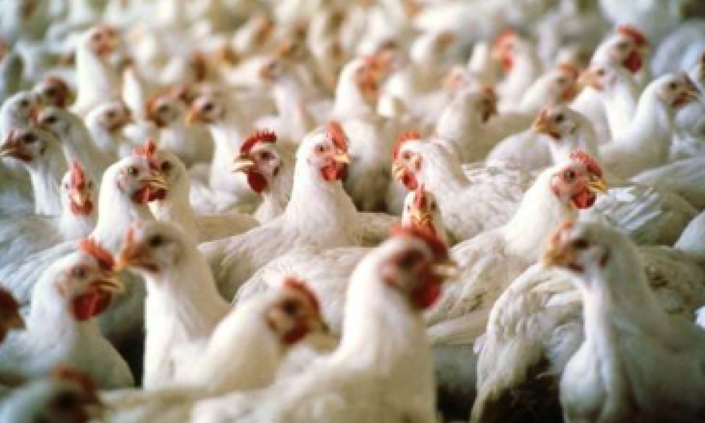 México suspende importações de frango do Brasil após caso de gripe aviária