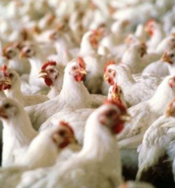 México suspende importações de frango do Brasil após caso de gripe aviária