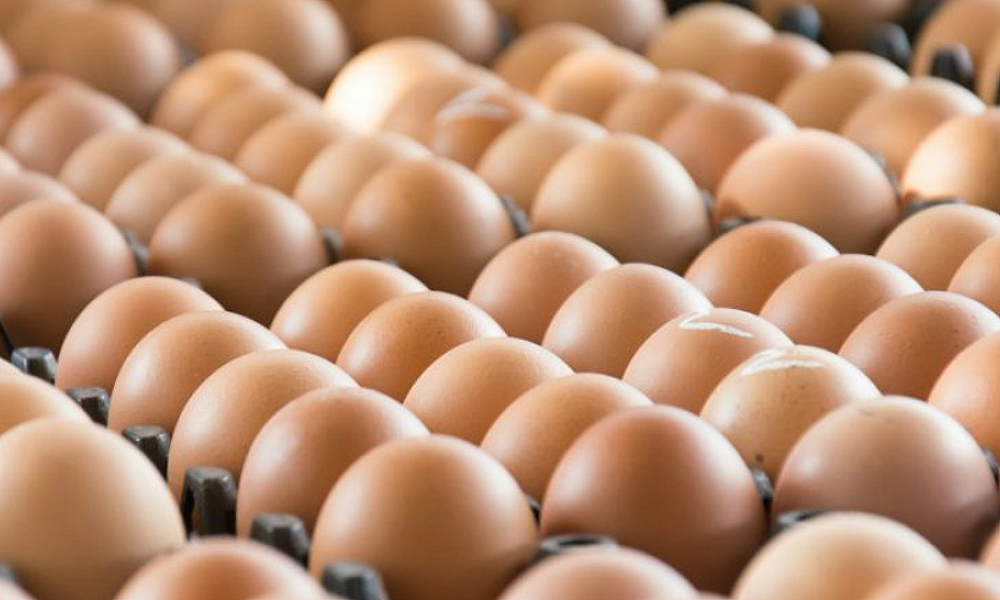 Ovos de granja com foco de gripe aviária são destruídos em três estados