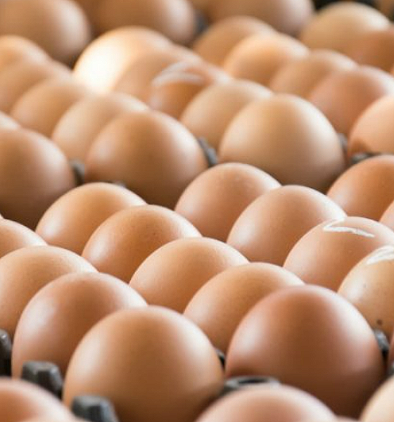 Ovos de granja com foco de gripe aviária são destruídos em três estados