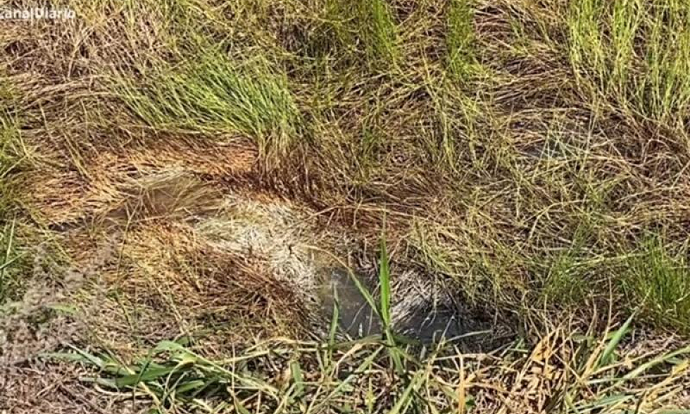 Homem é encontrado morto enrolado em lençol às margens da BR-174 em Pontes e Lacerda