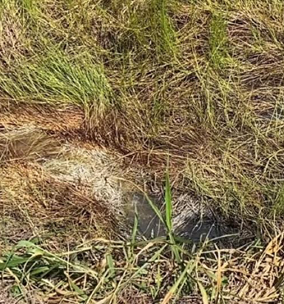 Homem é encontrado morto enrolado em lençol às margens da BR-174 em Pontes e Lacerda