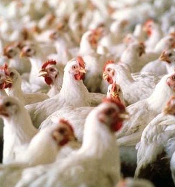 Mais três países suspendem importação de carne de aves do Brasil