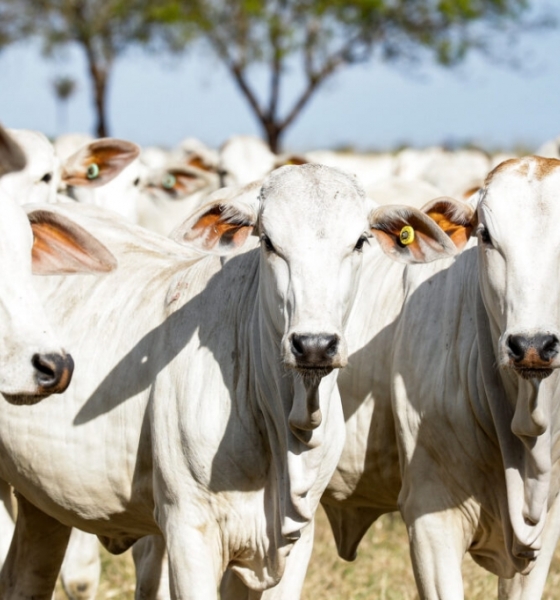 Boi gordo tem leve alta em Mato Grosso